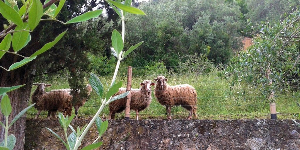 Vos voisins les moutons