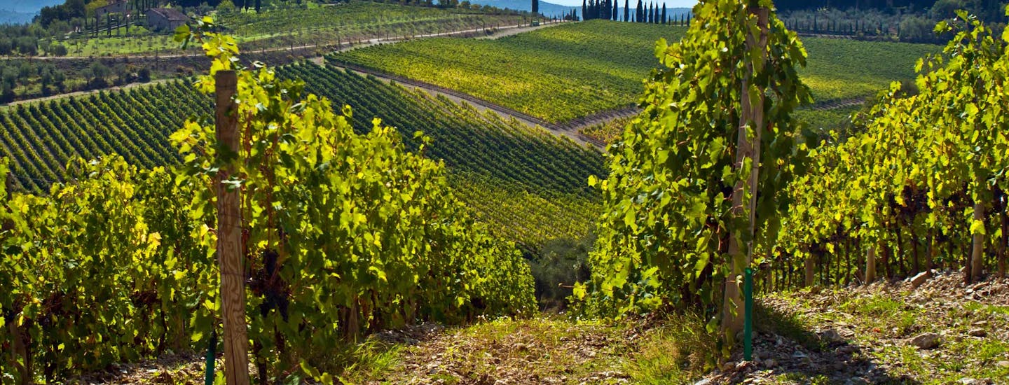 Chianti vinmark Toscana Italien Escapeaway