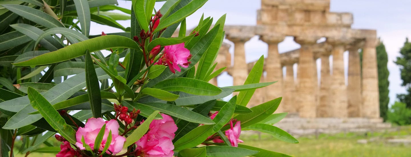 Ruin blomster Paestum Campania Italien ss jpg