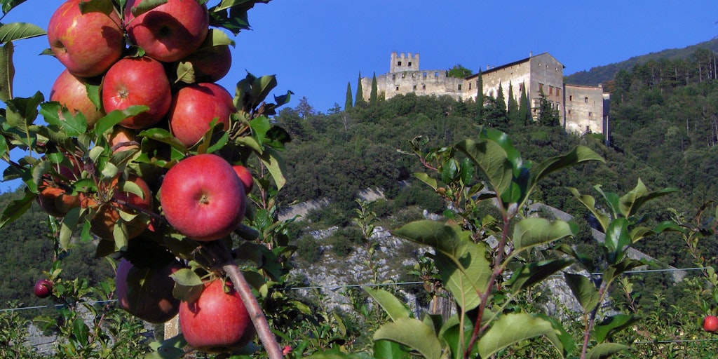 The region produces large quantities of apples