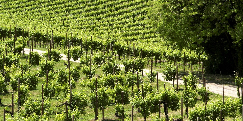 Vineyards in the Valpolicella
