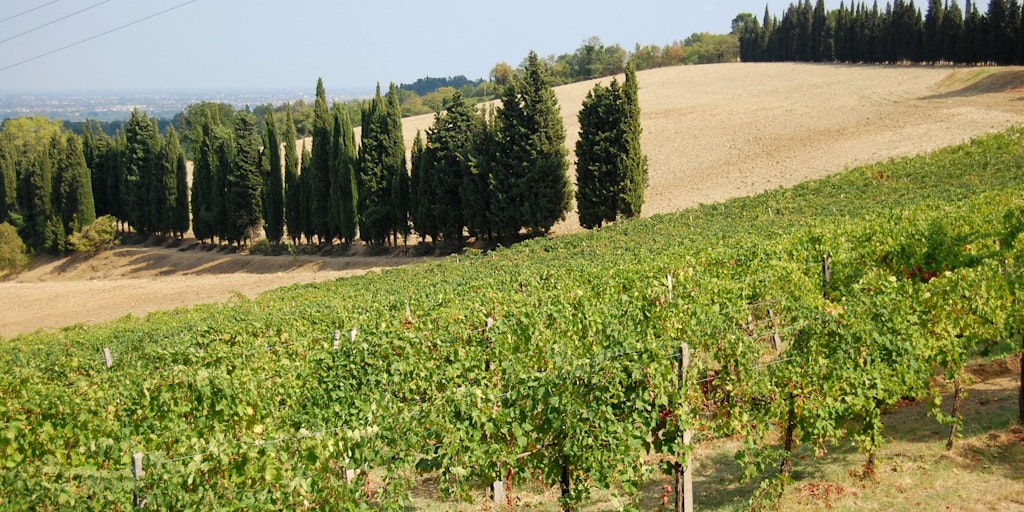 Vignobles et allées de cyprès à la Toscane