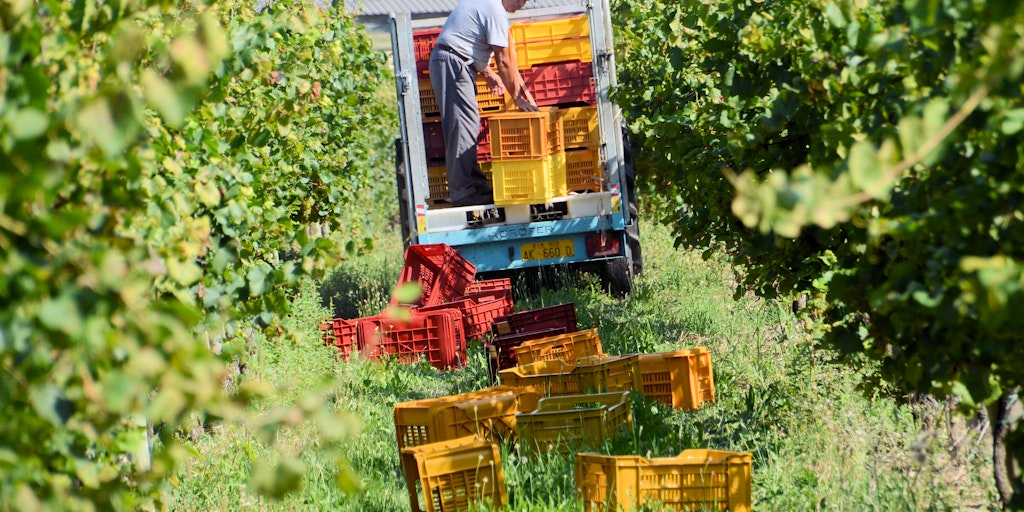 The harvest in Franciacorta Wine Region